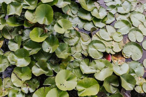 water lilies leaves on water
