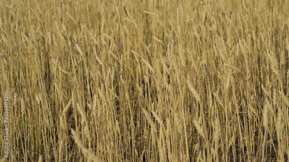 Ripe wheat field close-up in the rays of the setting sun Ripe wheat field close-up in the rays of the setting sun