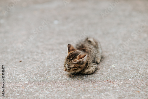 Little cat lying on outdoors ground, resting. © Pintau Studio
