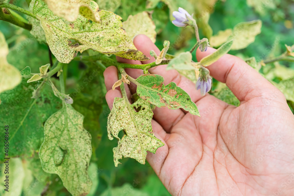 Foto de Farmer's hands inspecting insecttreated leaves of an eggplant