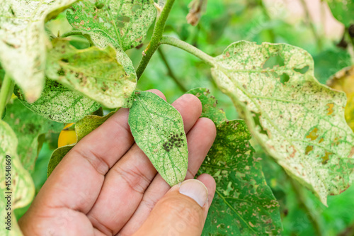 Eggs of insects that are harmful to weeds, Farmer's hands inspecting insect-treated leaves of an eggplant, was bitten by the aphids until it was severely damaged. photo