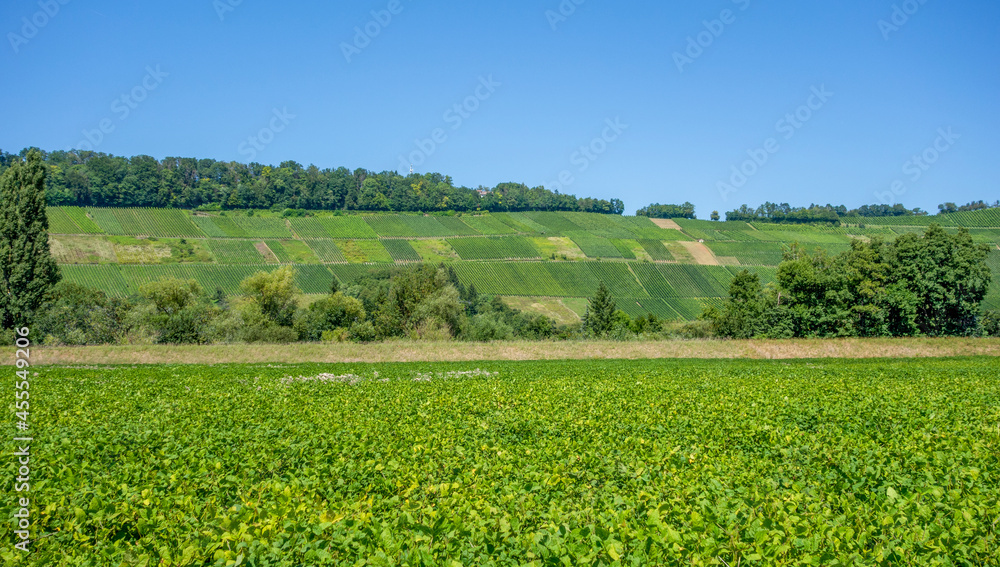 Vineyard scenery