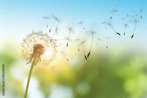 Fotografia, Obraz Beautiful fluffy dandelion and flying seeds outdoors on sunny day