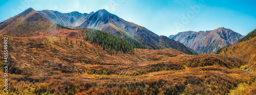 Atmospheric autumn mountain landscape. A wide panoramic landscape with the edge of a coniferous forest and mountains in a light fog. Altai Mountains.