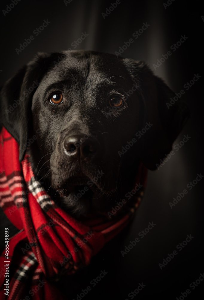 black labrador retriever dog portrait. Low key image with red scarf. black labrador retriever dog portrait. Low key image with red scarf.