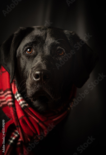black labrador retriever dog portrait. Low key image with red scarf. 