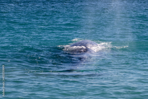 dolphin swimming in the sea