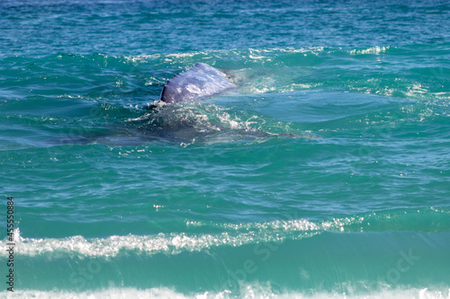 dolphin in the water