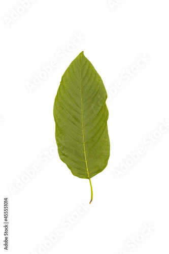 Green kratom leaf also known as Mitragyna speciosa on white background with clipping path  concept of herbal remedy for chronic pain relief.