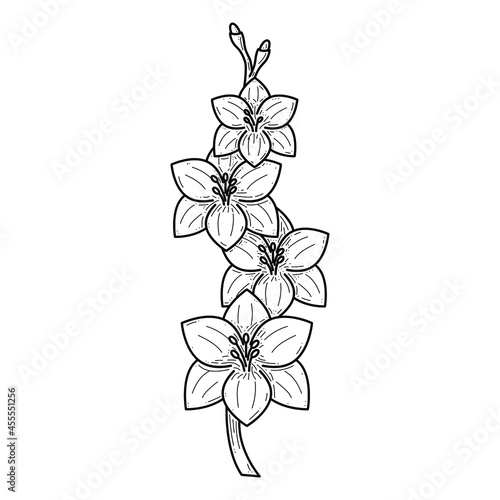 Abstract Hand Drawn Gladiolus Flower Plant Botanic Floral Nature Bloom Doodle Concept Vector Design Outline Style On White Background Isolated