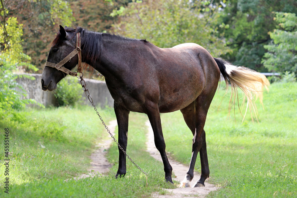 Dark bay horse grazing on green pasture, rural scene