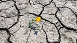 Cracked earth in a severe drought. The unbearable heat. A green sprout, a flower that has survived in adverse conditions.