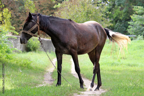 Dark bay horse grazing on green pasture  rural scene