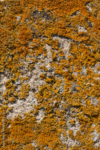 Background. Stone wall covered by yellow lichen. Sunny day. Europe