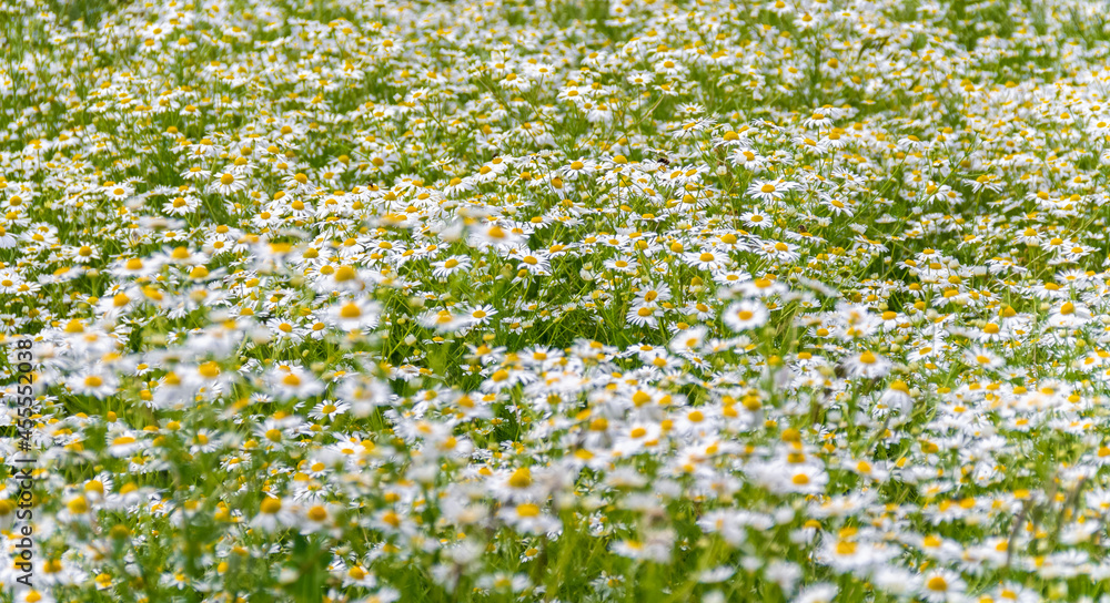 daisy flower meadow
