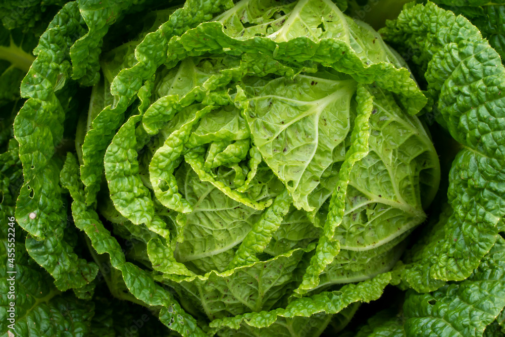 cabbage in the garden cabbage in the garden