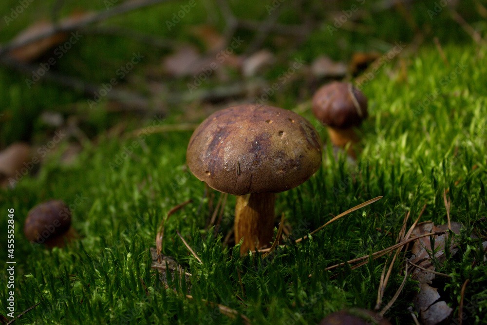 mushrooms in the forest, photos of mushrooms growing in the forest mushrooms in the forest, photos of mushrooms growing in the forest