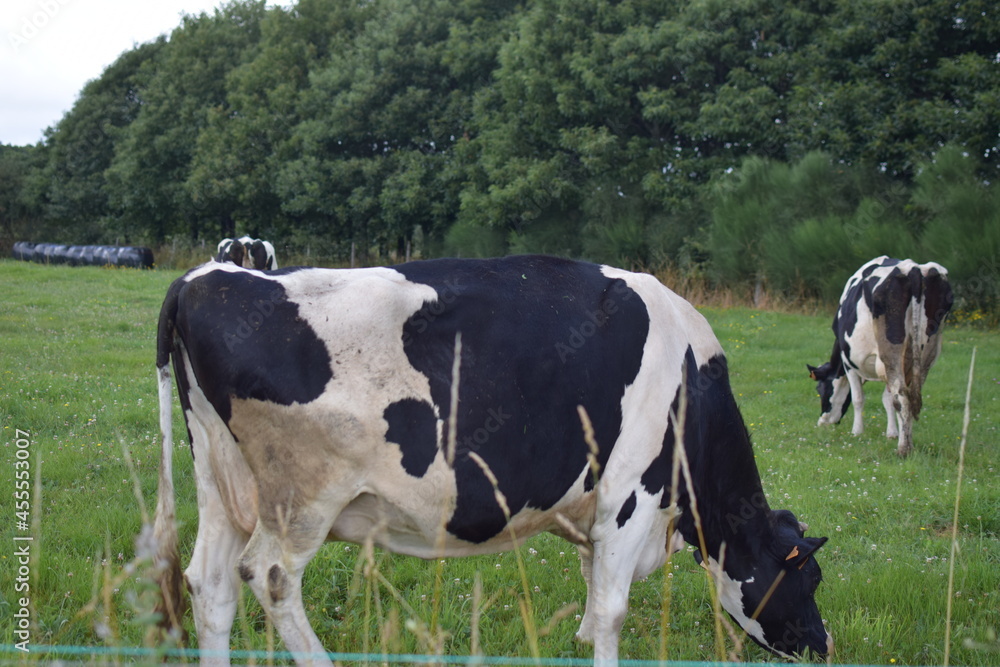 Vacas lecheras de color blanco y negro pastando en el campo