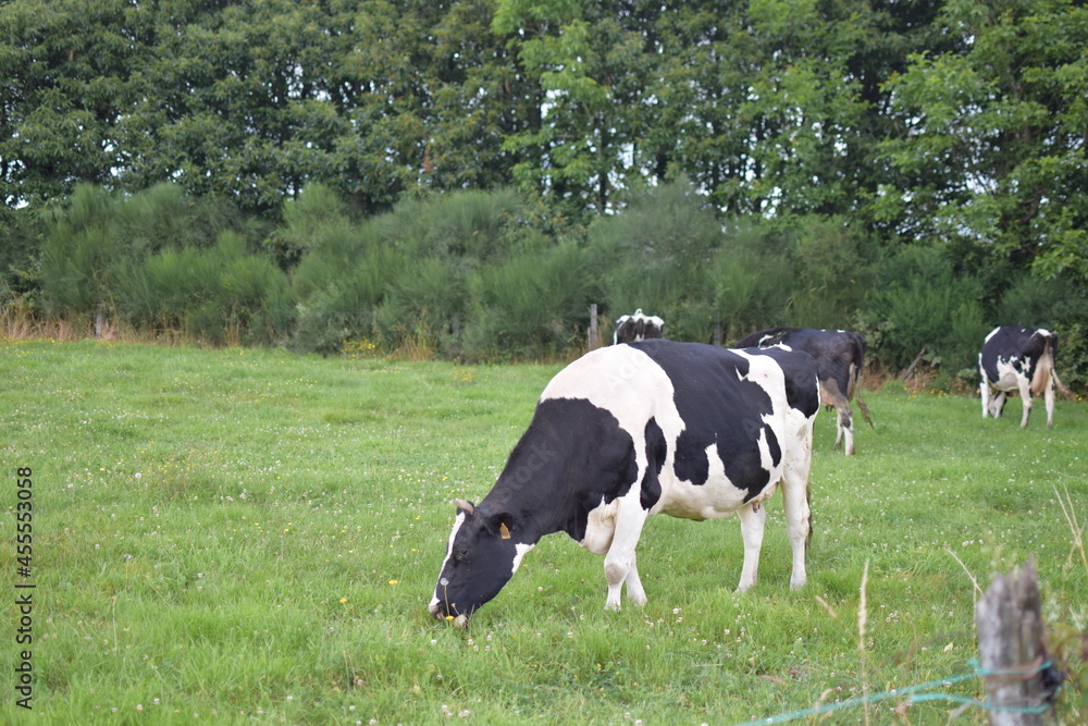 Vacas lecheras de color blanco y negro pastando en el campo Vacas lecheras de color blanco y negro pastando en el campo
