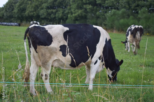 Vacas lecheras de color blanco y negro pastando en el campo