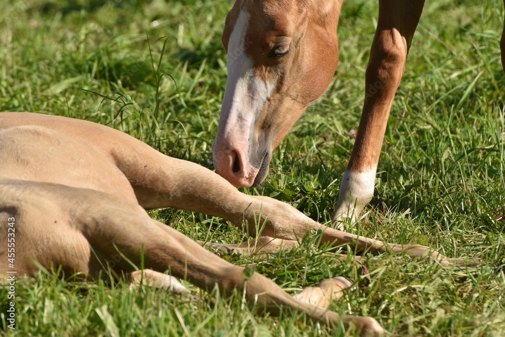 Obraz premium American Quarter Horse Zucht