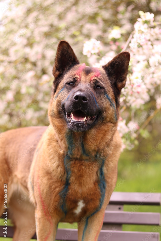 Portrait of a colorful dog- Portrait von einem bunten Hund