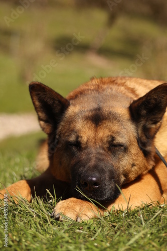 Portrait of a sleeping dog- Portrait von einem schlafendem Hund