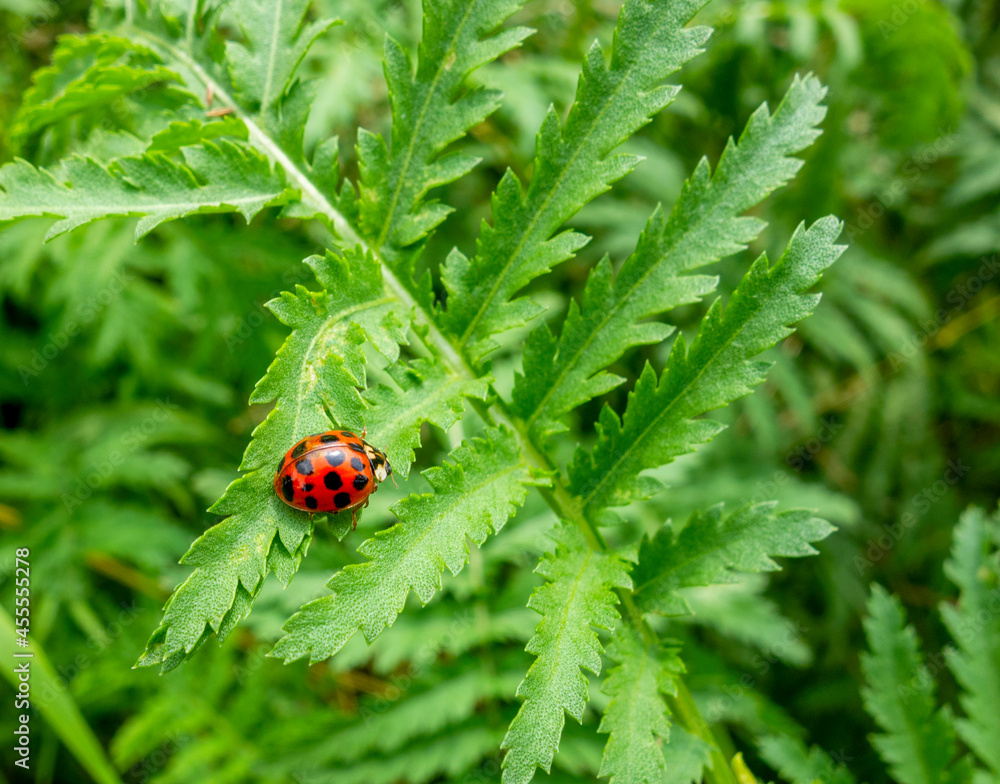 Obraz premium Lady Bug