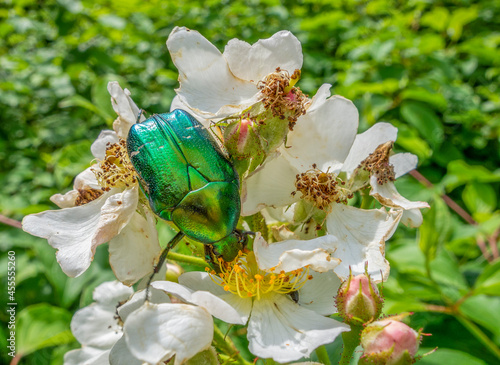 Green rose chafer
