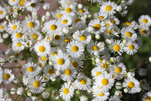 Beautiful daisies with a yellow center and white leaves.