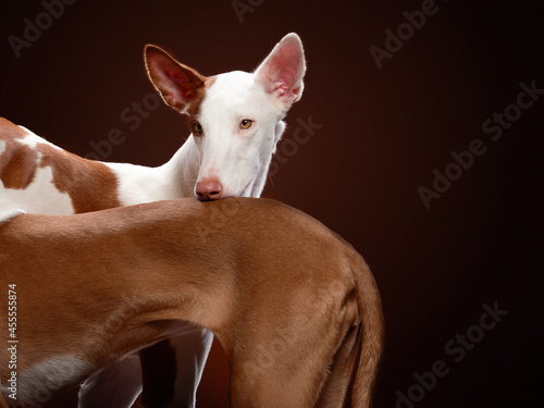 two dogs on a dark background in the studio. Slim spanish greyhound, podenko ibitsenko