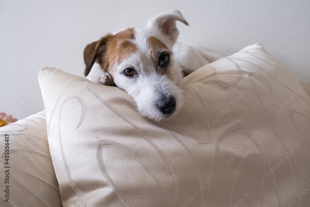 Jack Russel Terrier on white luxury pillow. White dog, puppy, wooden floor. Stylish and cute. Vintage style.
