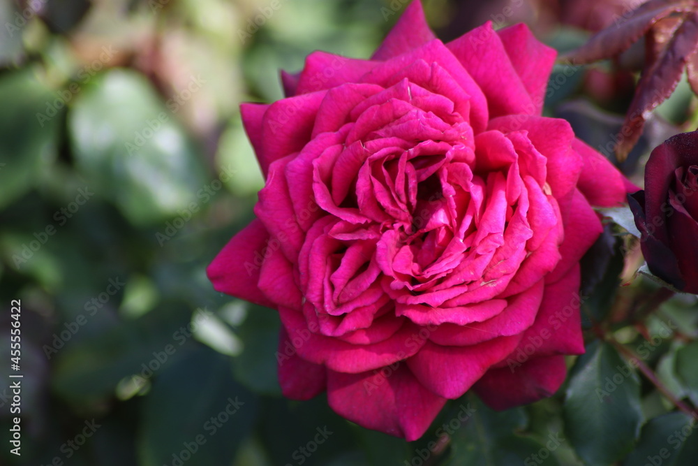 Φωτογραφία Guldemondplantsoen, large rosarium in Boskoop with close up of rose species Gräf