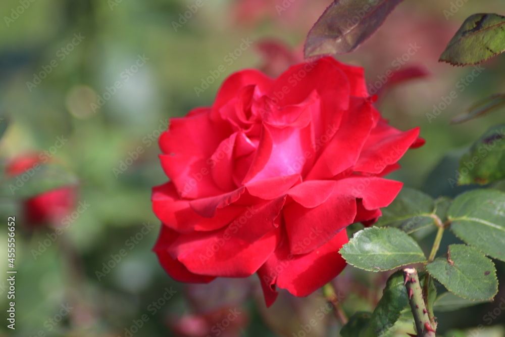 Guldemondplantsoen, large rosarium in Boskoop with close up of rose species Grande Amore Guldemondplantsoen, large rosarium in Boskoop with close up of rose species Grande Amore