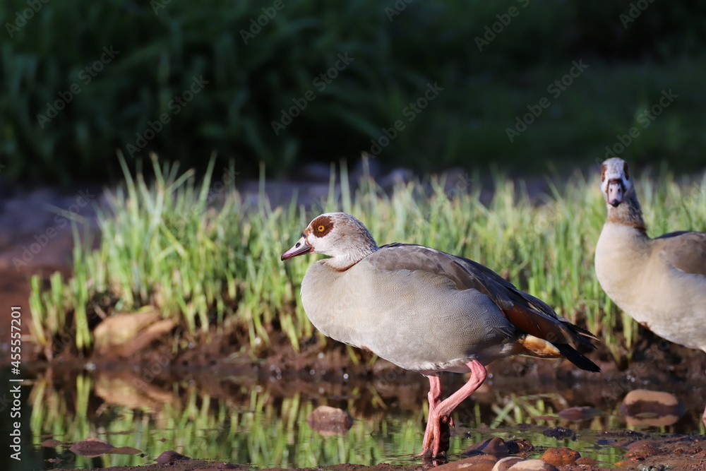 Fototapeta premium Nilgans