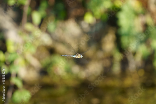 Grande Libellule Bleu aeshnea cyanea