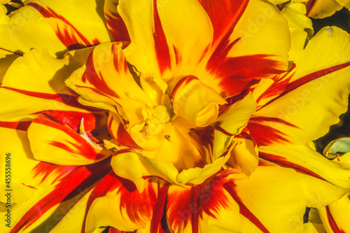 Yellow Red Monsella Tulip Blooming Macro