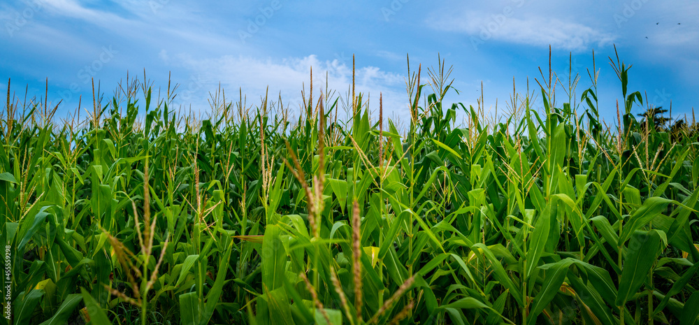 Fototapeta premium Cornfield with green stems and sprouting cob flowers under blue sky