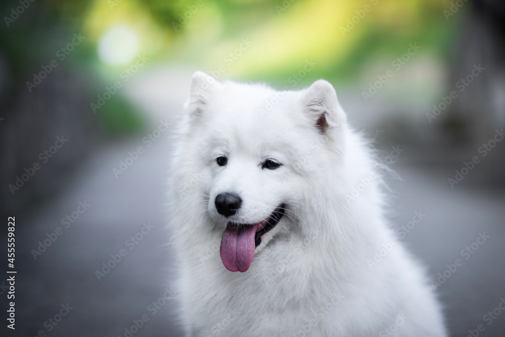 samoyed - portrait of a white dog