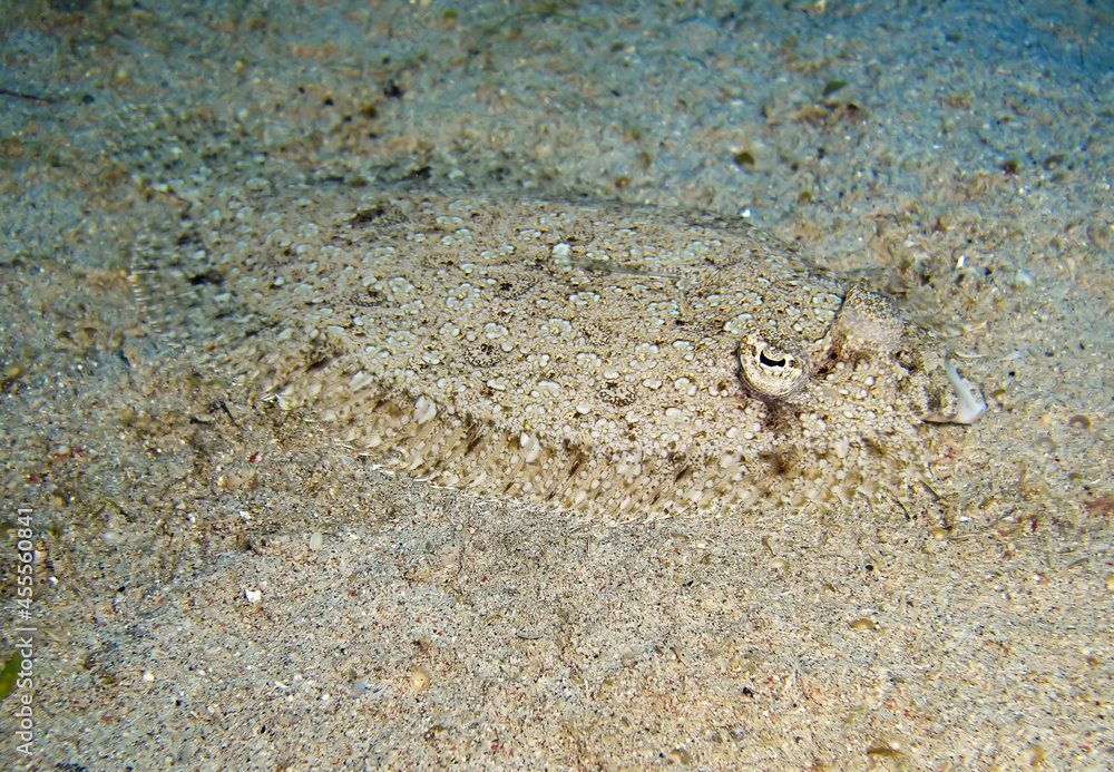 Flounder in the filipino sea January 13, 2012
