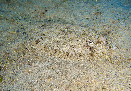 Flounder in the filipino sea January 13  2012