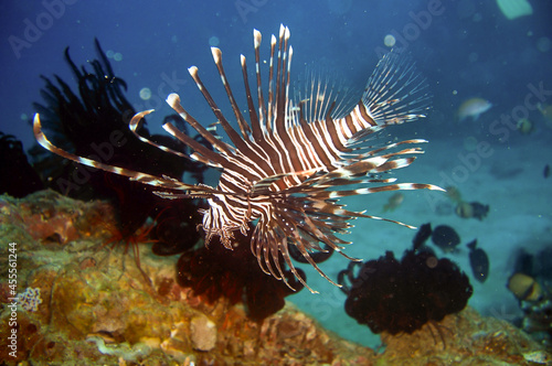 Lion fish  Pterois Volitans  in the filipino sea November 1  2010