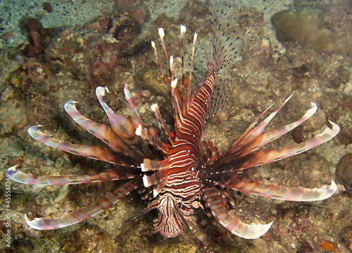 Lion fish (Pterois Volitans) in the filipino sea November 29, 2010