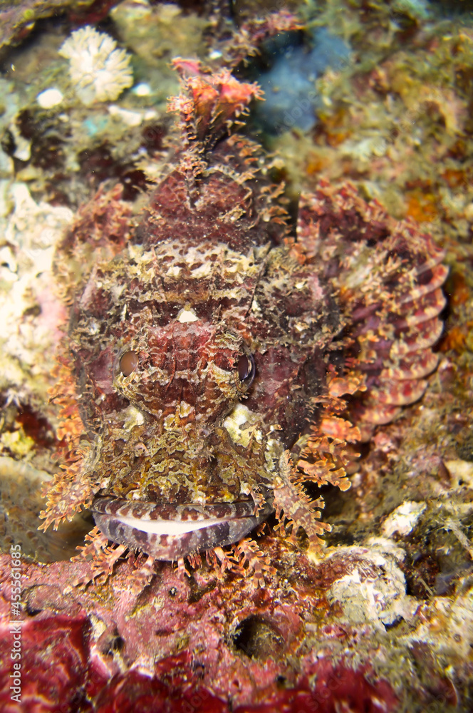 Tasseled Scorpionfish (Scorpaenopsis Oxycephala) in the filipino sea January 1, 2012 Tasseled Scorpionfish (Scorpaenopsis Oxycephala) in the filipino sea January 1, 2012