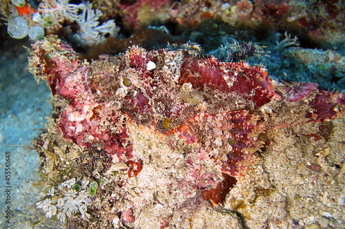 Tasseled Scorpionfish (Scorpaenopsis Oxycephala) in the filipino sea December 18, 2011