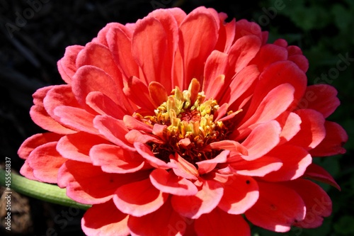 Macro zinnia Flower 
