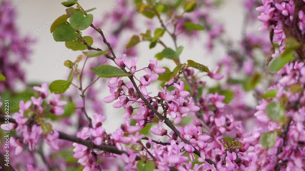 Fresh spring arrived over Cercis siliquastrum commonly known as the Judas tree or Judas-tree branch in bloom