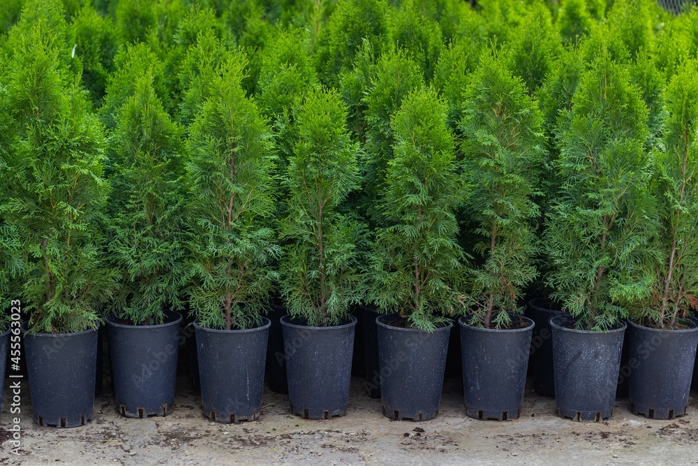 Slender rows of pots with green seedlings of thuja smaragd Slender rows of pots with green seedlings of thuja smaragd