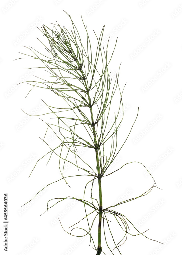 Fern horsetail (Equisetum arvense) isolated on white background Fern horsetail (Equisetum arvense) isolated on white background