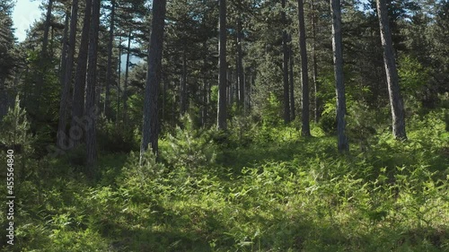 Wallpaper Mural 4K Aerial footage of Olympus National Park forest, Greece Torontodigital.ca